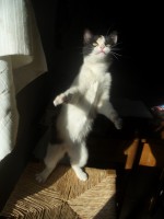/album/gattiveria-pre-potente/zio-comp-018-jpg/